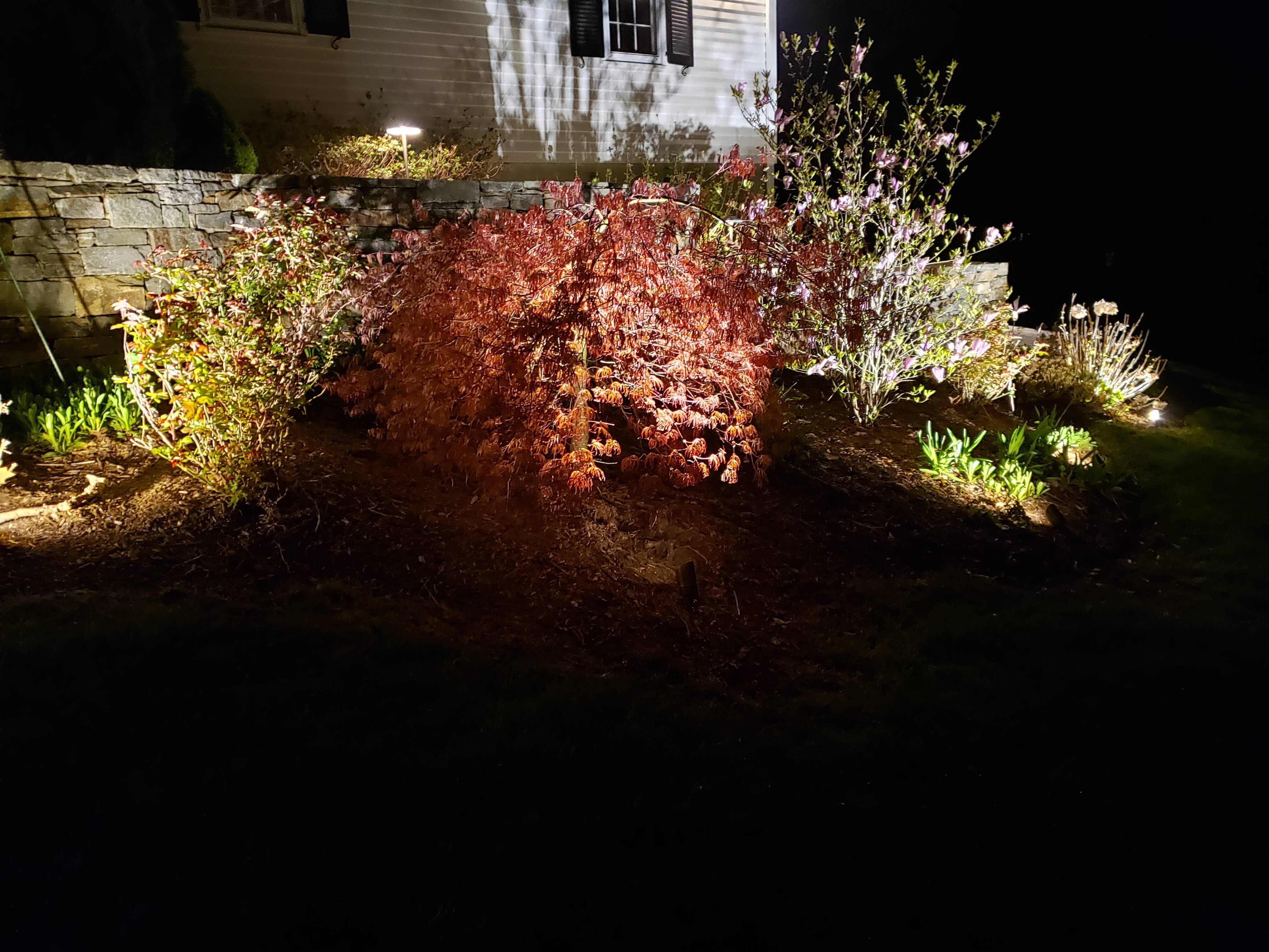 Japanese maple tree with dramatic uplighting at night